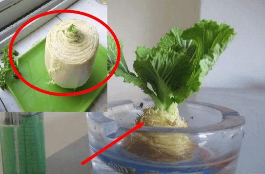 这几种厨余剩菜别扔了 种到花盆里 再也不用花钱买盆栽了