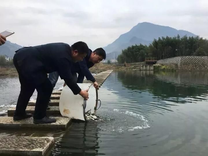 十万"锦鲤"入溪塘,临安请来"帮手"守护好生态