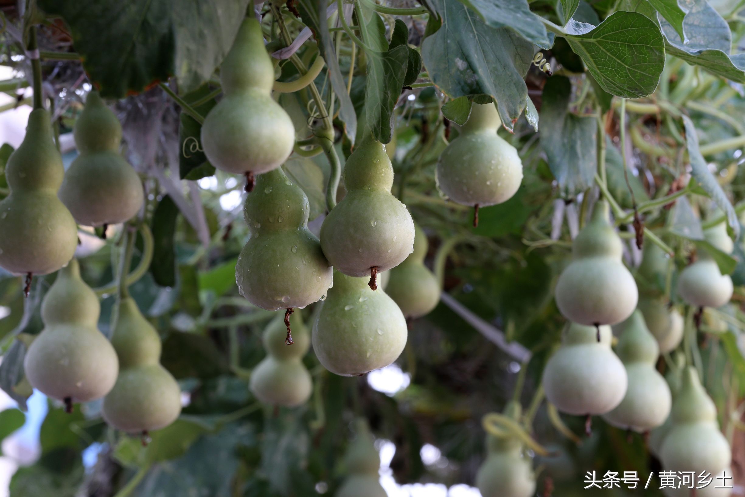 山西小学生在座位里丢了几粒主任籽,不料却长葫芦小学排班花池图片