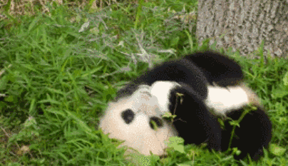 西晋时期,古人认为大熊猫只吃竹子,温顺而不伤害人,于是称呼其为