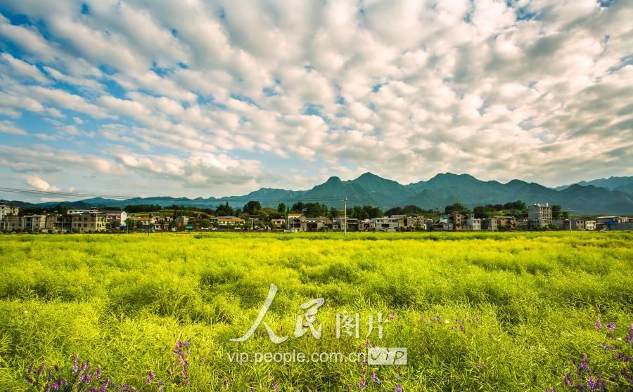 2018年5月7日在湖北省十堰市竹溪县中峰镇贡米基地拍摄的天地同辉美丽