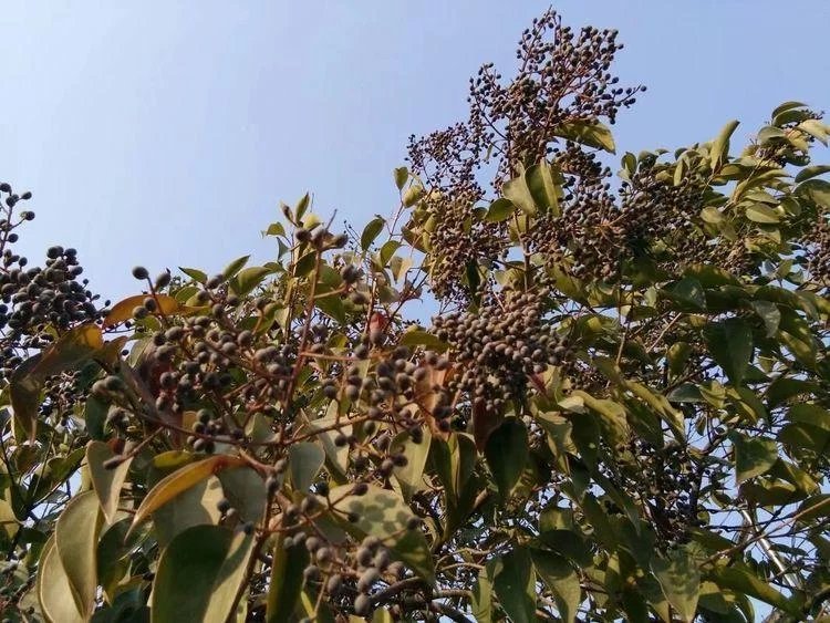 梦境的桃源,解析晚上梦见桃子和桃树的深层含义 梦境的桃源,解析晚上梦见桃子和桃树的深层含义