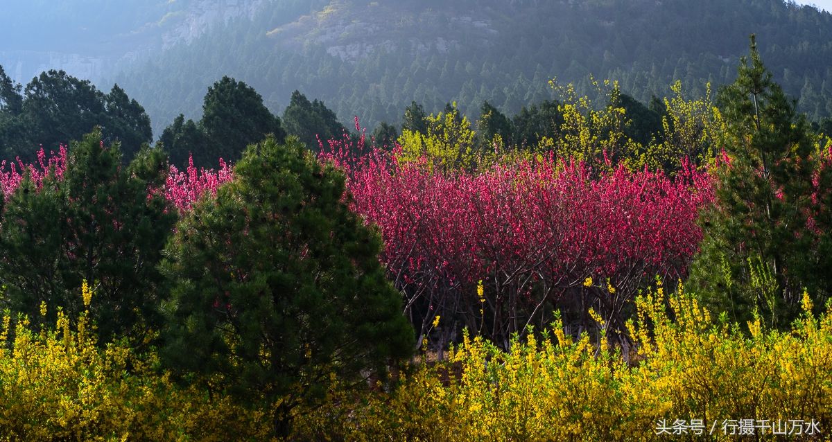 一枝桃花.本文照片为行摄千山万水原创,严禁抄袭,转载请注明出处.