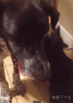 汪星人gif图 : 这是我见过最胖的柴犬了,加肥版表情包