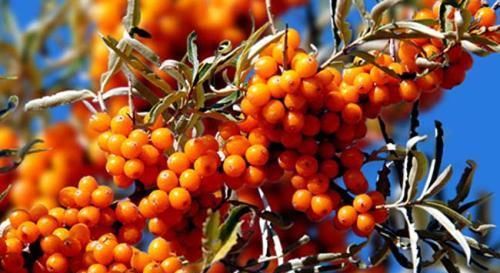 为什么我每天都会梦见一个人?我不想梦见他,偏偏每天都会梦到 为什么我每天都会梦见一个人?我不想梦见他,偏偏每天都会梦到