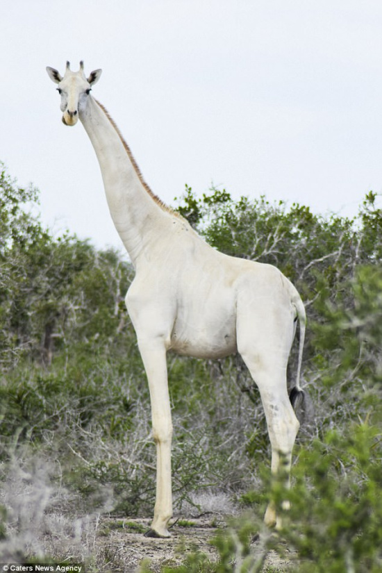 专家称,这两头长颈鹿的异色,应该是一种被称为白化基因的遗传原因