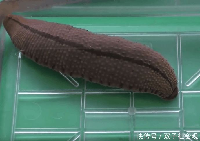 男子抓到手臂粗细的水蛭,接下来一幕,却是尴尬了