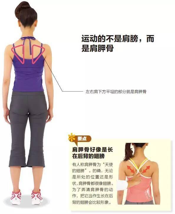 如何找到肩胛骨