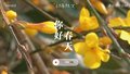 ​初春限定 北京迎春花迎来最佳观赏期
