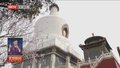 琼岛春阴美景初现 北海山桃始盛开