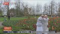 花期已至 荷兰库肯霍夫公园郁金香展开幕