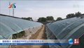 脆甜爆汁 北务镇近500万公斤西瓜陆续上市