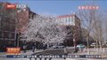 满园春色关不住 周末来高校拥抱春天
