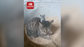 老鼠惬意趴在猫咪头上休息 主人：它怕得要死，这猫废了！