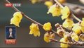 玉渊潭公园百余株蜡梅进入盛花期