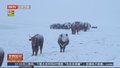 蒙古国遭受近50年不遇雪灾 畜牧业受损严重