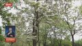 行走在春天里丨国家植物园别样春花美 植物界“大熊猫”已繁花