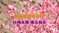春日明城墙遗址公园繁花似锦