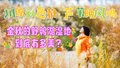 野鸭湖湿地秋色撩人 芦苇摇曳水鸟嬉戏