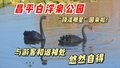 白浮泉公园“顶流明星”回来啦，还愿意和游客亲近！