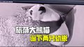 旅荷大熊猫诞下两只幼崽: 一只夭折，另一只成功存活