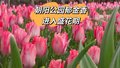 朝阳公园郁金香进入盛花期
