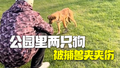 公园回应两只狗被捕兽夹夹伤：不是公园放置，会去排查清理