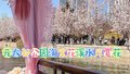 元大都公园海棠花彰显“绿肥红瘦”