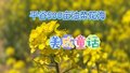 五一冲不冲？北京周边居然藏着500亩油菜花海！