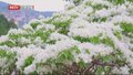 济南长清：千年流苏 花开如雪