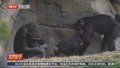 西班牙一动物园为黑猩猩“贾布里勒”庆生