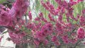 京城追春丨第二届朝阳花园节演绎“春日浪漫”