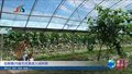 北务镇20亩无花果进入成熟期