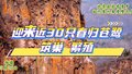 “崖壁之上”春来苍鹭争暖树 翩跹起舞忙筑巢