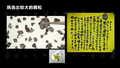 杨蔚：月壤里究竟藏着什么秘密？