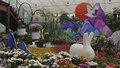 北京国际鲜花港恢复开园 10万平方米菊花海进入观赏期