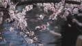 京城追春丨全市桃花进入盛花期