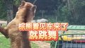 动物园棕熊看见车来了就跳舞
