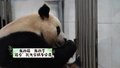 “福宝”的特制粽子什么馅儿？隔着屏幕都感觉香甜