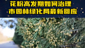 花粉高发期如何治理 市园林绿化局最新回应