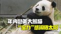 年内赴美的大熊猫“宝力” 在熊猫中心晒太阳吃竹子散步～