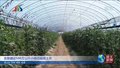 北务镇近500万公斤小西瓜陆续上市