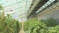 通州造“番茄育种芯片”年内上市 将大幅降低种子基因检测成本