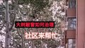 大树紧挨居民楼 树枝“敲窗”惹人忧