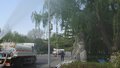 本市进入杨柳飞絮第二个高发期