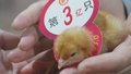 北京种业之都建设再添新绩 京系列蛋鸡年推广量首次突破3亿只