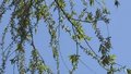 北京第一波杨絮随风结束 4月15日将迎柳絮高发期