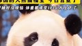 福宝回国后第一次公开亮相｜6月12日在卧龙神树坪基地正式与公众见面