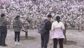 京城追春丨海淀凤凰岭杏花绽放