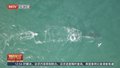 8米长座头鲸被绳索缠绕 澳东海岸展开紧急救援
